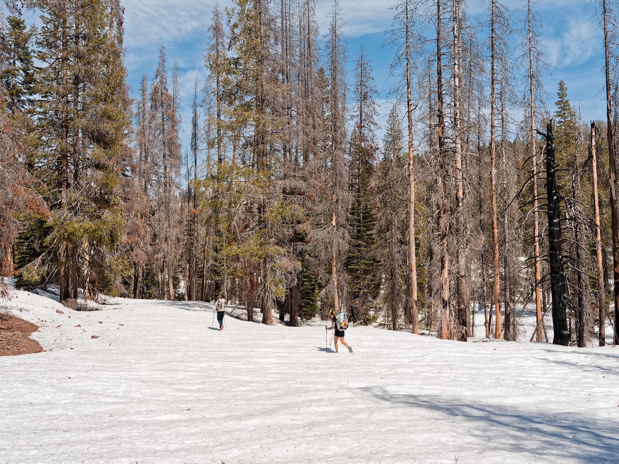 PCT Northern California