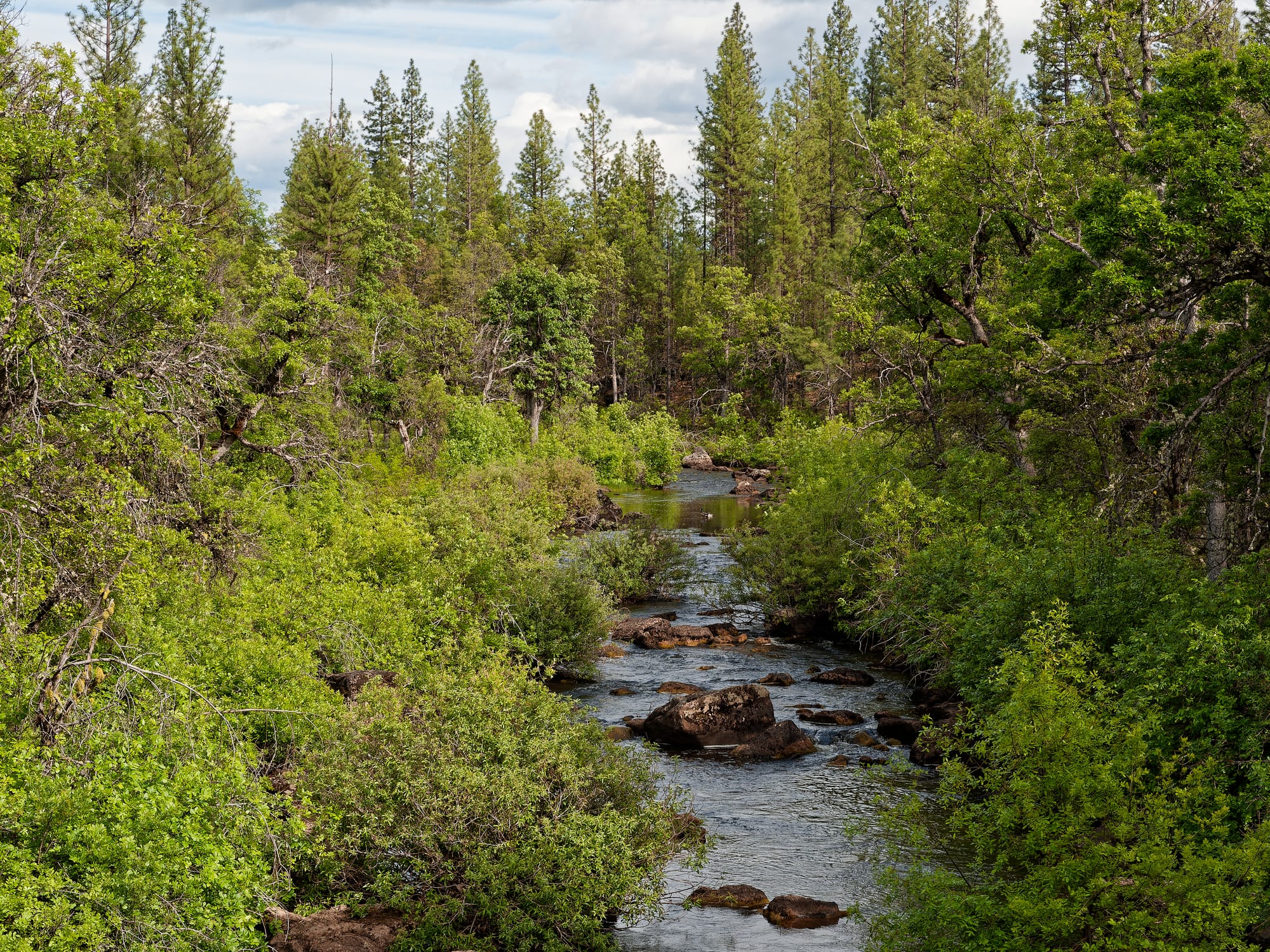 PCT Northern California