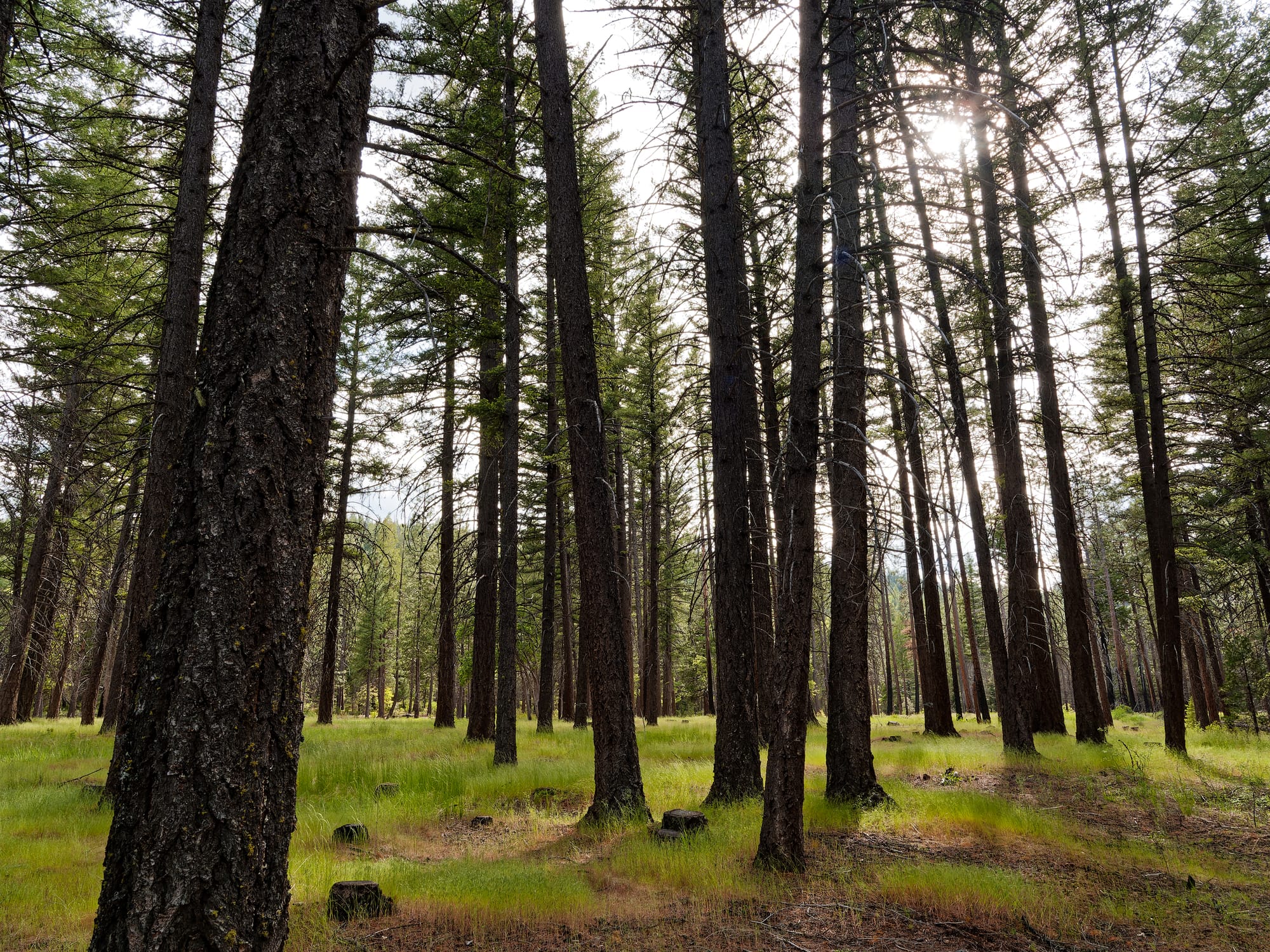 PCT Northern California