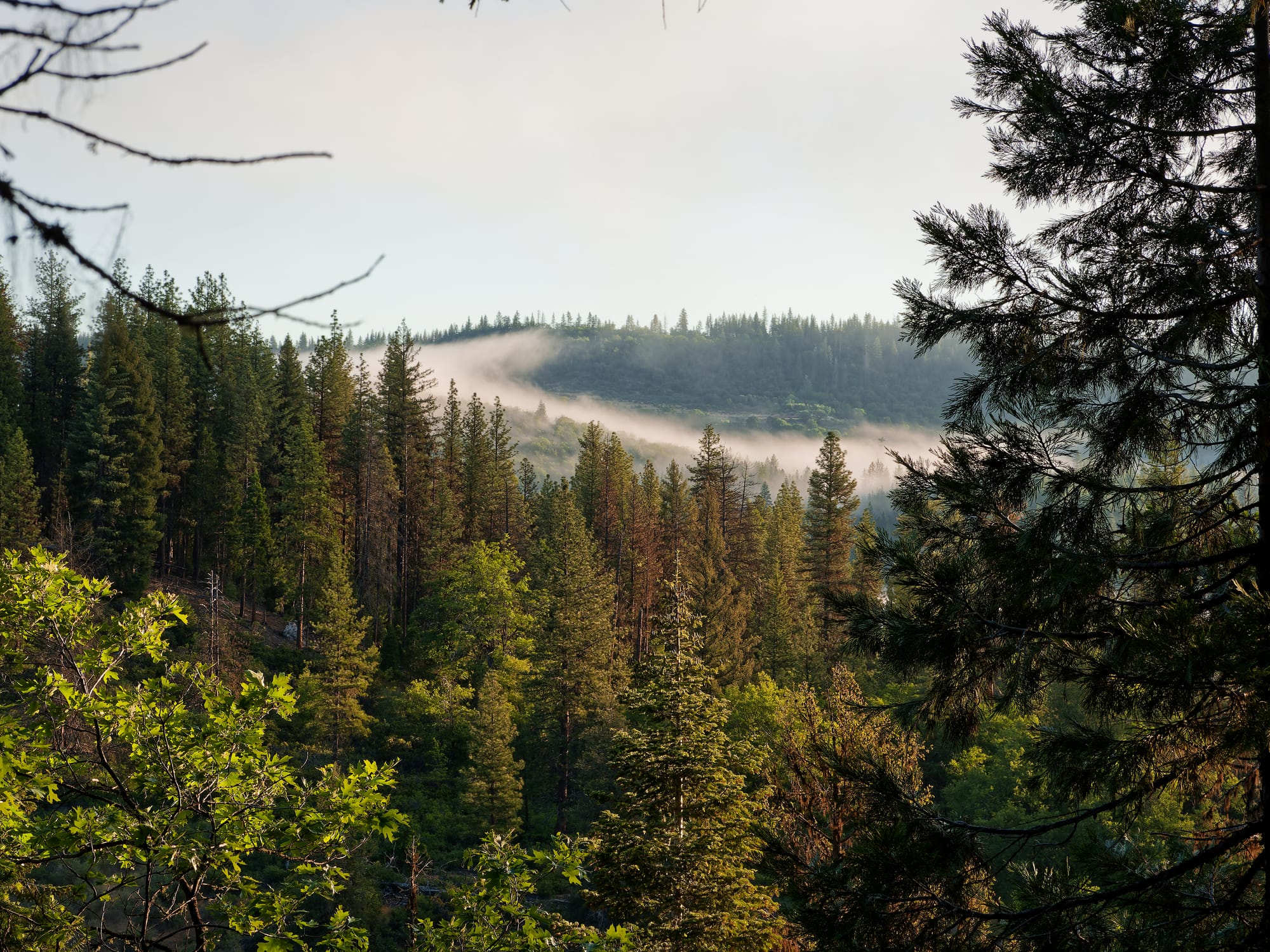 PCT Northern California