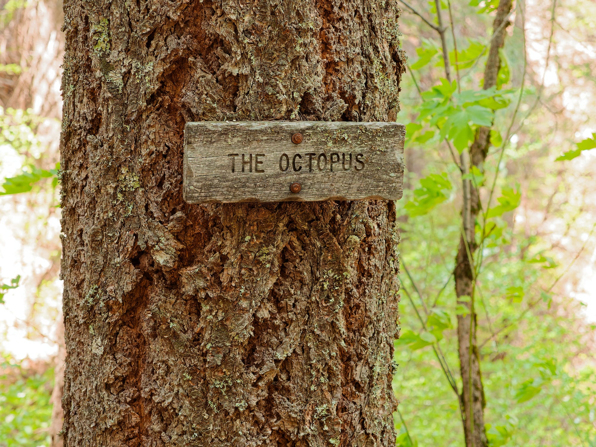 PCT Northern California