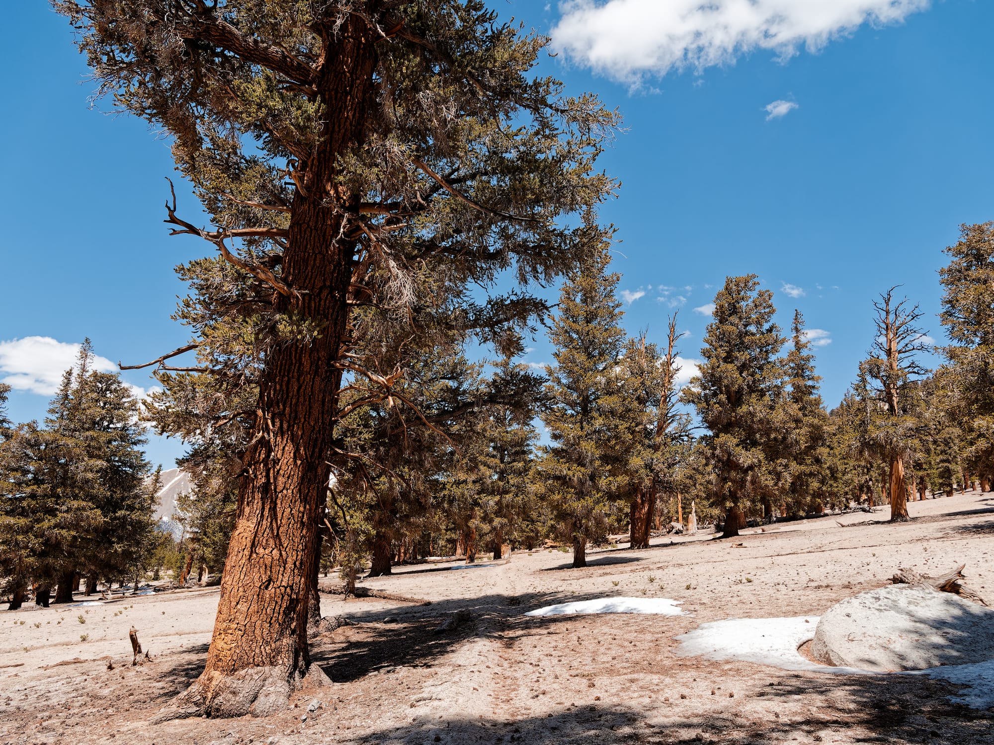 PCT The Sierra Nevada