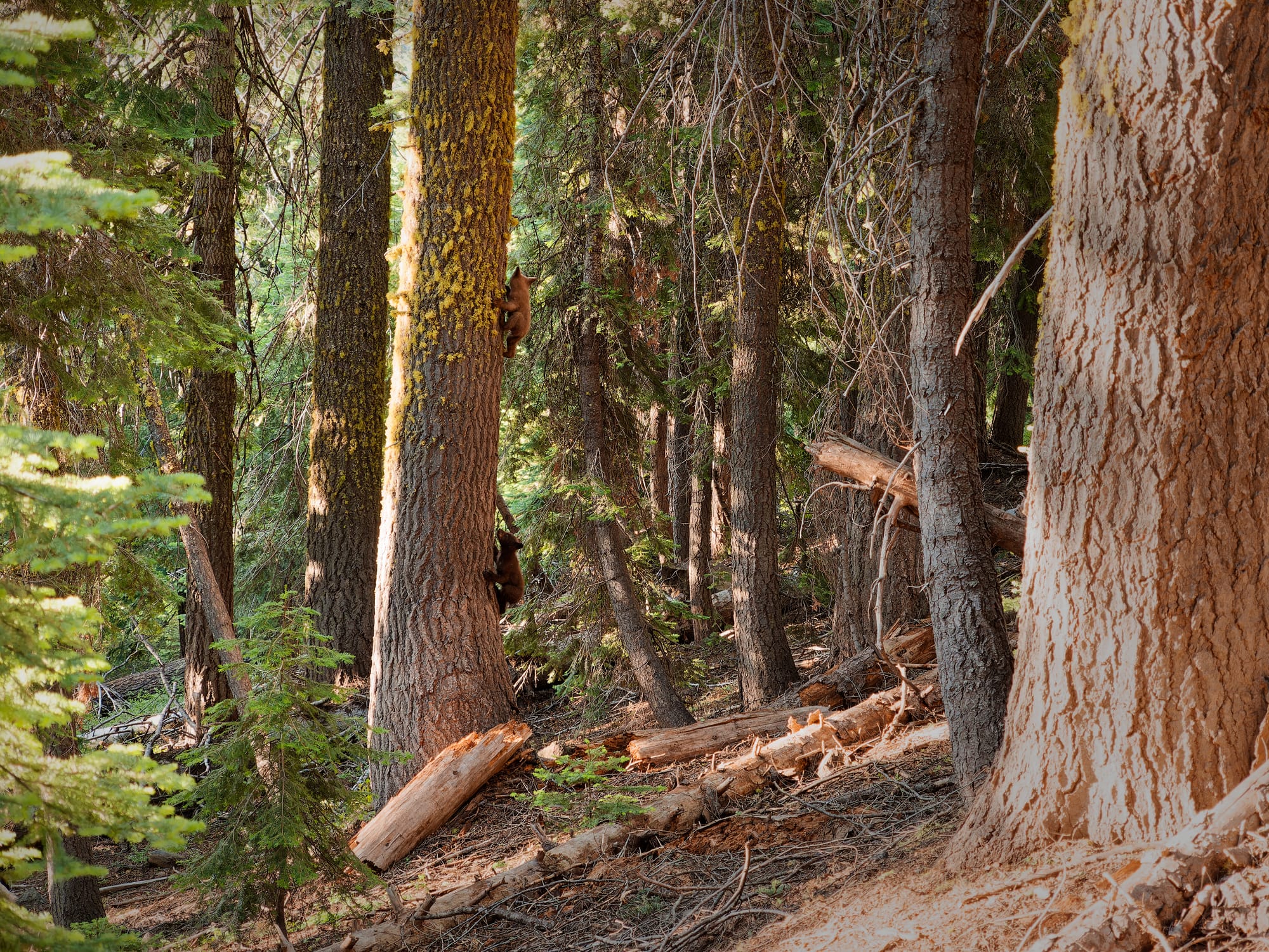 PCT Northern California