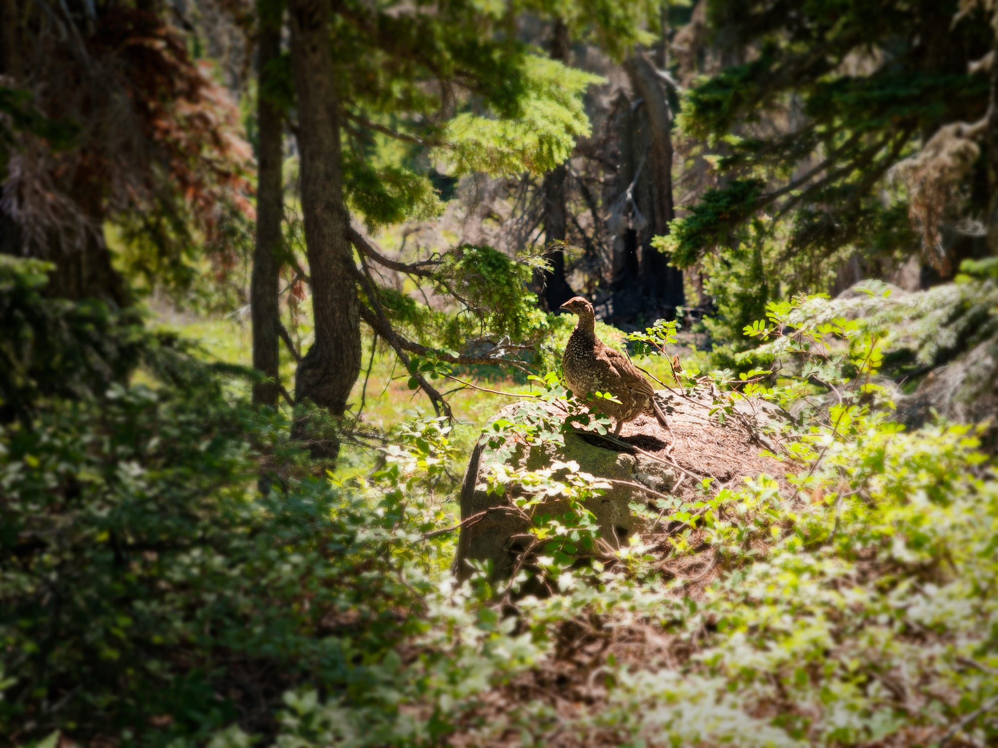 PCT Oregon