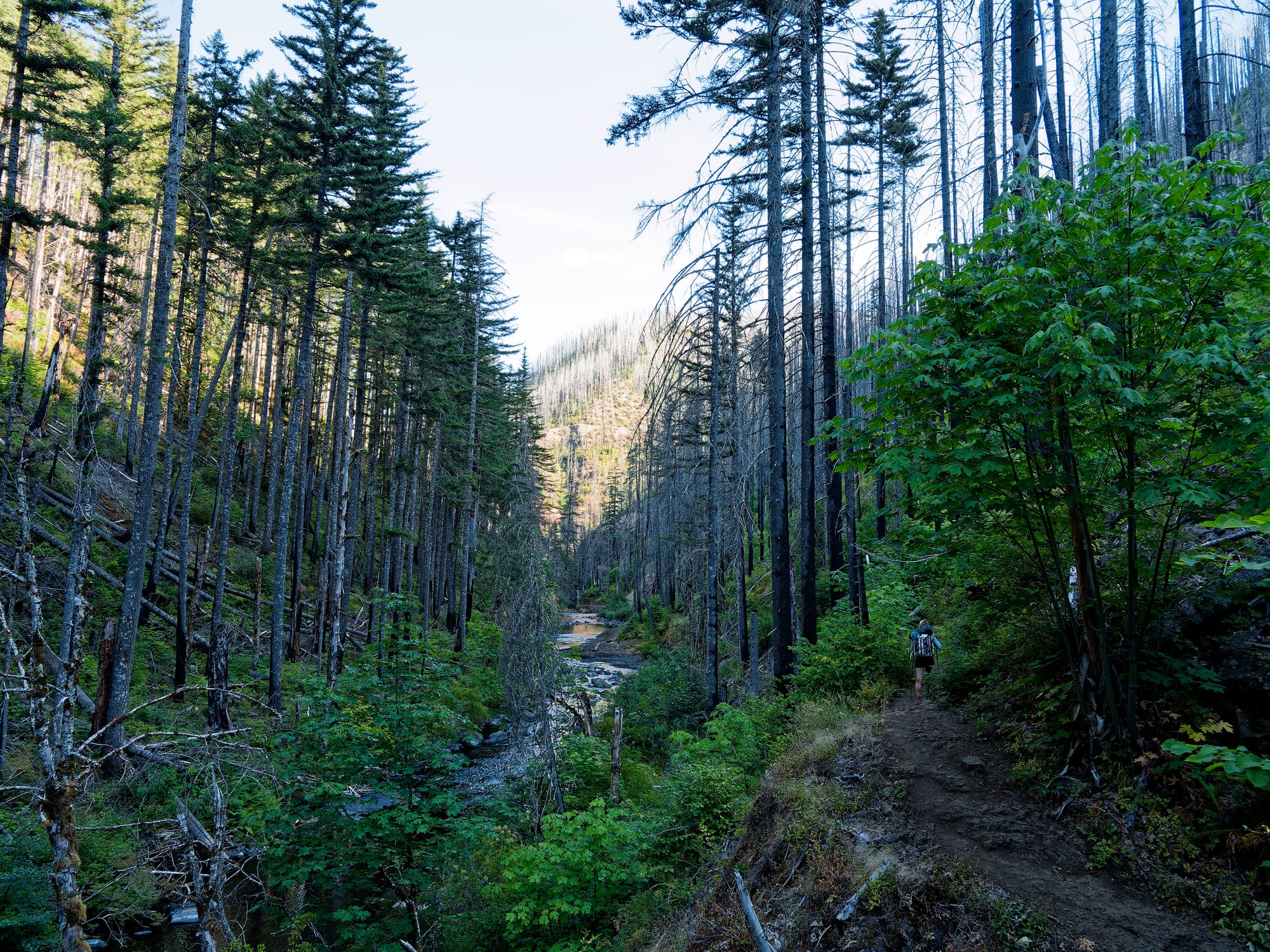 PCT Oregon