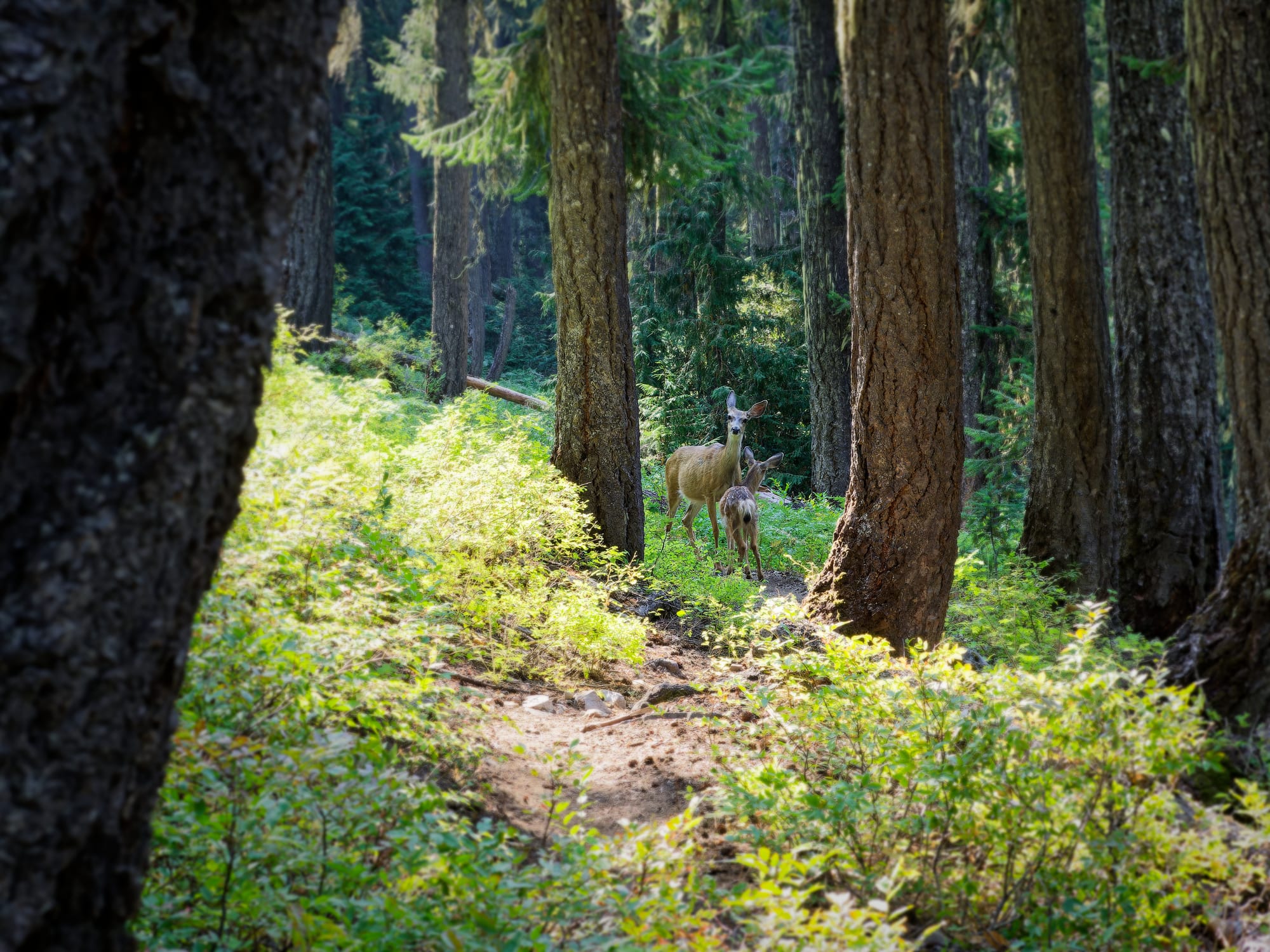 PCT Washington